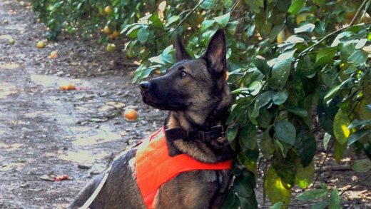 These bacteria-sniffing dogs are protecting your orange juice from a global citrus pandemic