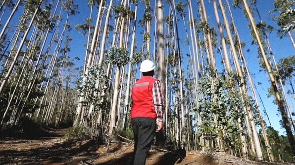 These “digital noses” in trees sniff the air for forest fires | DeviceDaily.com