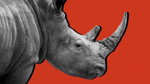 Why the coronavirus crisis is a ‘gray rhino’ and not a ‘black swan’