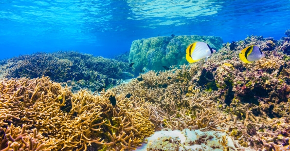 Bored at home? This game lets you help NASA map the world’s coral reefs | DeviceDaily.com