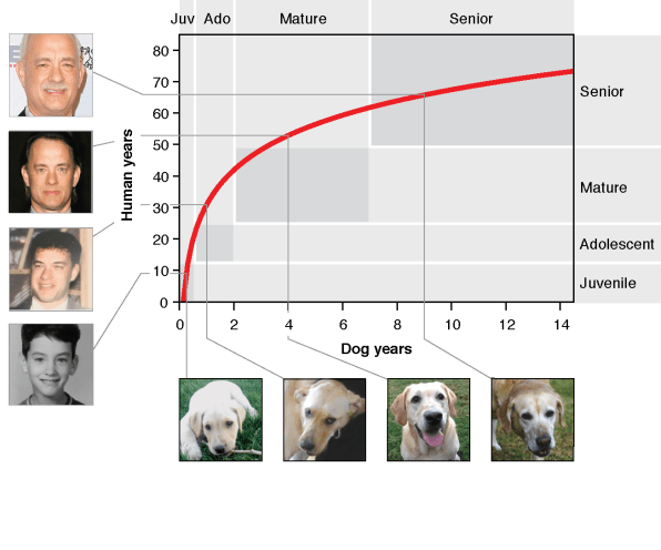This is how old your dog really is in human years, and it’s not age times 7 | DeviceDaily.com