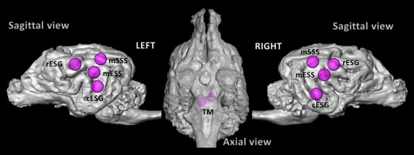 Talk to your dogs: Their brains process speech the same way yours does | DeviceDaily.com