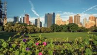 What if Central Park were home to a massive urban farm?
