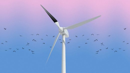 Painting wind turbine blades black can reduce bird deaths 70%