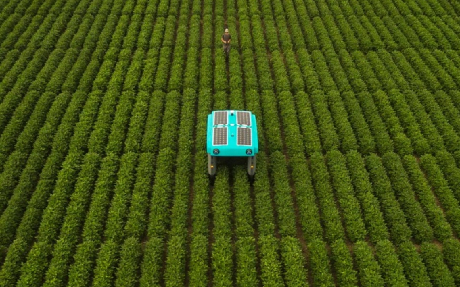 Alphabet's Mineral moonshot wants to help farmers with robotic plant buggies | DeviceDaily.com
