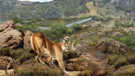 This massive wildlife crossing will help protect wildlife from LA drivers on the 101