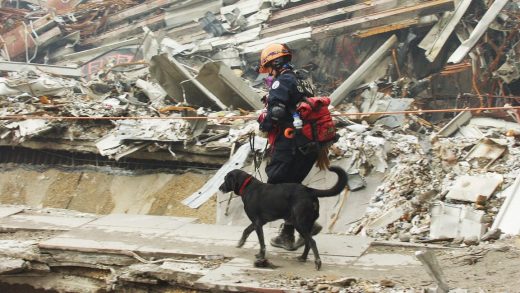 UPenn releases surprising report on 9/11 rescue dogs and their causes of death