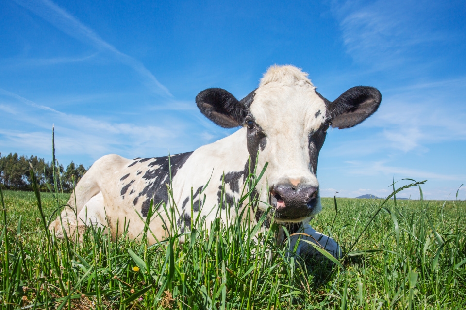 Hitting the Books: What really goes into your artisanal cheese | DeviceDaily.com