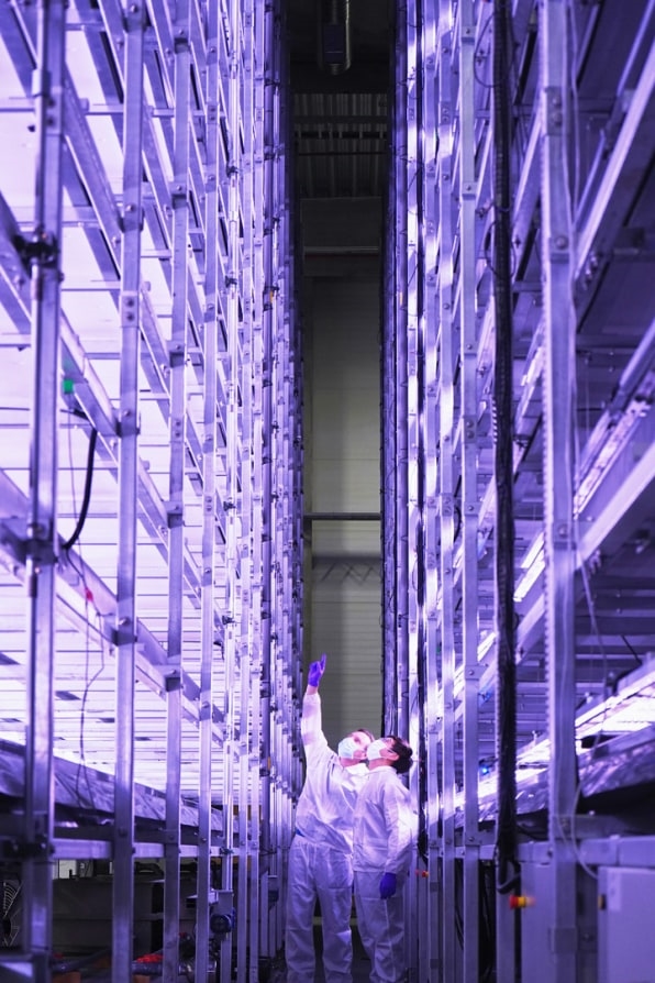 This vertical farm in Denmark will grow 1,000 tons of local greens a year | DeviceDaily.com