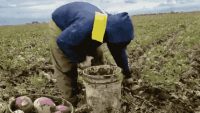 Watch the mind-blowing skills of the farmworkers harvesting your Thanksgiving dinner