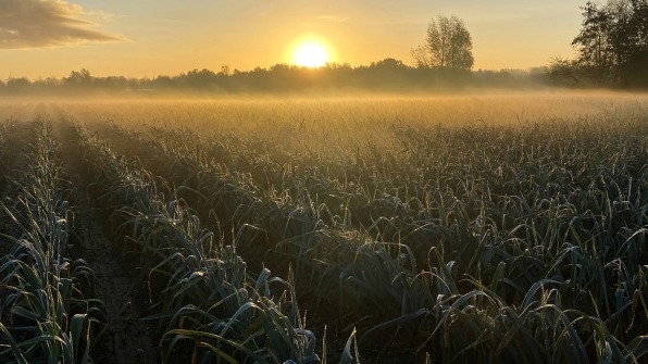 This stunning light display could make crops more sustainable | DeviceDaily.com This stunning light display could make crops more sustainable | DeviceDaily.com
