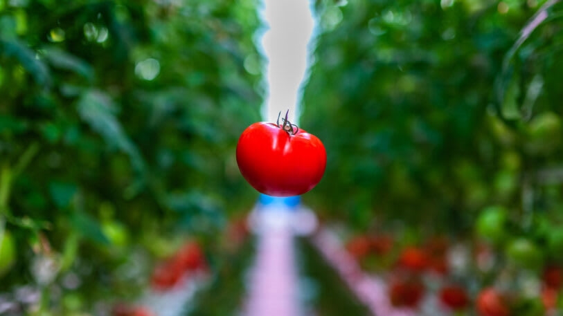 This state-of-the-art indoor farm is transforming Appalachia into an agricultural powerhouse | DeviceDaily.com