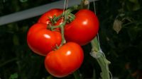 This state-of-the-art indoor farm is transforming Appalachia into an agricultural powerhouse