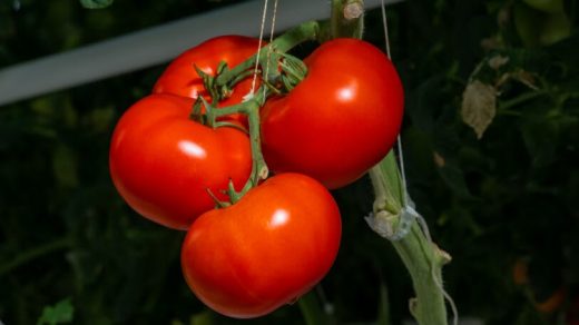 This state-of-the-art indoor farm is transforming Appalachia into an agricultural powerhouse