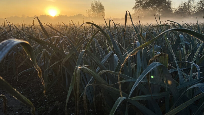 This stunning light display could make crops more sustainable | DeviceDaily.com