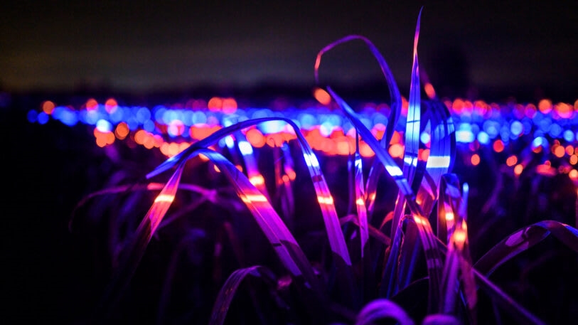 This stunning light display could make crops more sustainable | DeviceDaily.com