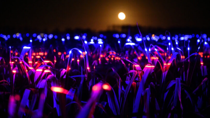 This stunning light display could make crops more sustainable | DeviceDaily.com