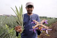 Researchers have turned pineapple leaves into drone parts