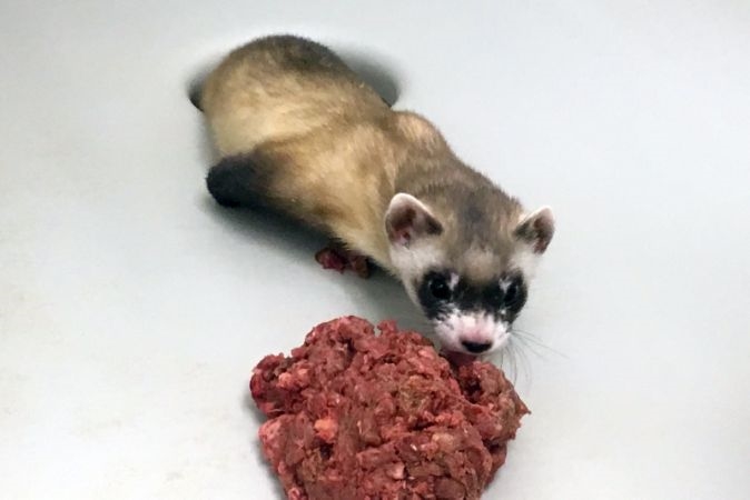 A ferret is the first North American endangered animal to be cloned | DeviceDaily.com