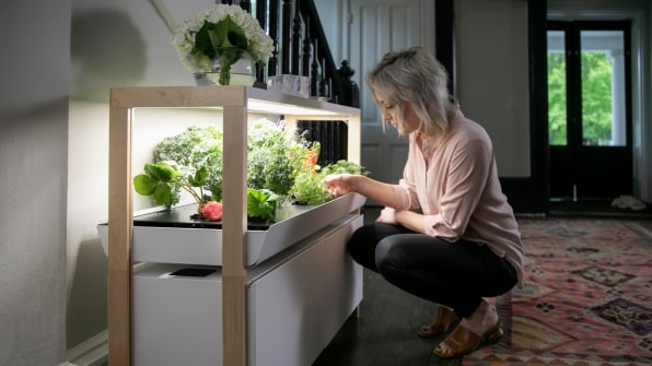 This indoor gardening system brought homegrown veggies (and zen) to my New York apartment | DeviceDaily.com