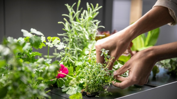 This indoor gardening system brought homegrown veggies (and zen) to my New York apartment | DeviceDaily.com