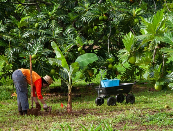 You’ve probably never eaten breadfruit. Here’s why Patagonia wants to change that | DeviceDaily.com