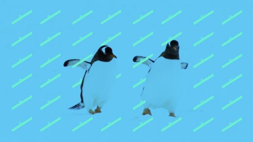 Miss Hipmunk? Meet Flight Penguin, its founders’ new travel search engine