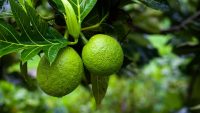 You’ve probably never eaten breadfruit. Here’s why Patagonia wants to change that