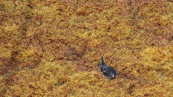 Scientists have uncovered the mystery of where baby green sea turtles spend their ‘lost years’ | DeviceDaily.com