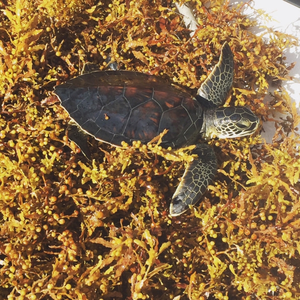 Scientists have uncovered the mystery of where baby green sea turtles spend their ‘lost years’ | DeviceDaily.com