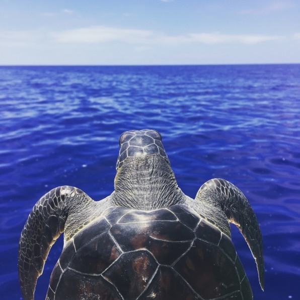 Scientists have uncovered the mystery of where baby green sea turtles spend their ‘lost years’ | DeviceDaily.com