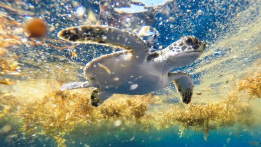 Scientists have uncovered the mystery of where baby green sea turtles spend their ‘lost years’