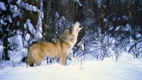 This bill would put 90% of Idaho’s gray wolves at risk of being killed