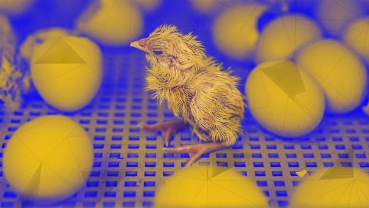 This genetic tech could help save billions of baby chickens from unnecessary death