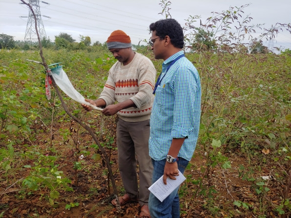 Google is helping deploy AI to prevent pests devastating Indian crops | DeviceDaily.com