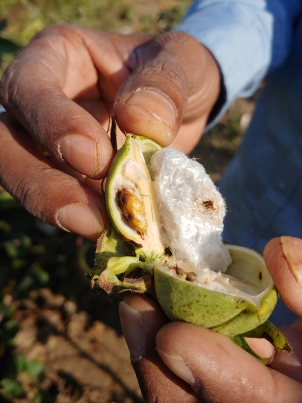 Google is helping deploy AI to prevent pests devastating Indian crops | DeviceDaily.com