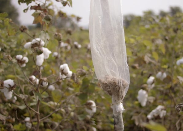 Google is helping deploy AI to prevent pests devastating Indian crops | DeviceDaily.com