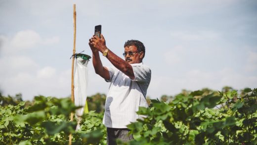 Google is helping deploy AI to prevent pests devastating Indian crops