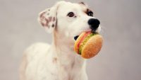 Stop putting your dog on your diet