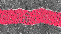 This self-healing concrete automatically fills in cracks