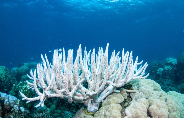 It might be our last chance to save even a few coral reefs from climate change | DeviceDaily.com