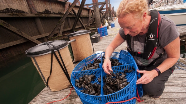 Want to clean up microplastics in the ocean? We just need more mussels | DeviceDaily.com