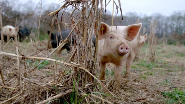 This documentary wants to convince you to be a vegan … some of the time | DeviceDaily.com