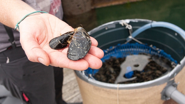 Want to clean up microplastics in the ocean? We just need more mussels | DeviceDaily.com