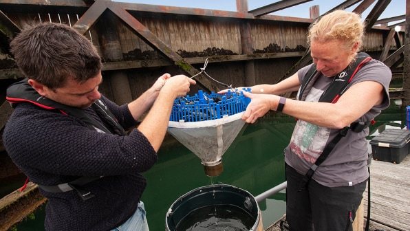 Want to clean up microplastics in the ocean? We just need more mussels | DeviceDaily.com