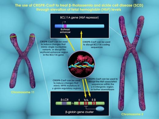 Astronauts show how CRISPR gene editing works in space