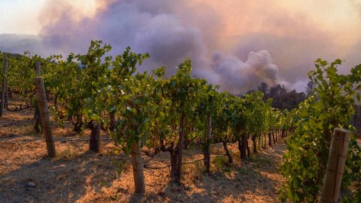 How California’s wineries are battling to recover from COVID and fire