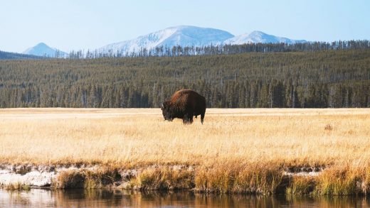 How the warming climate is threatening the ecosystem of Yellowstone