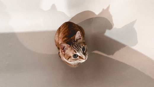 How this cat has helped me live rent-free for the past 10 weeks
