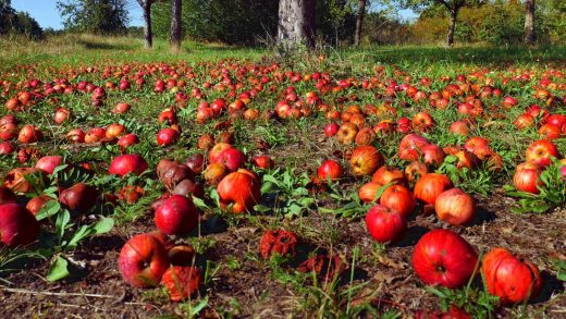 Oops! Farms are wasting twice as much food as we thought